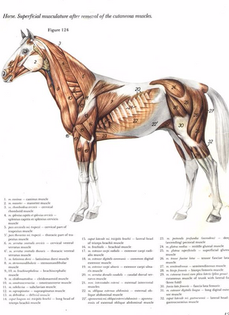 Muscles superficiels du cheval de Popesko